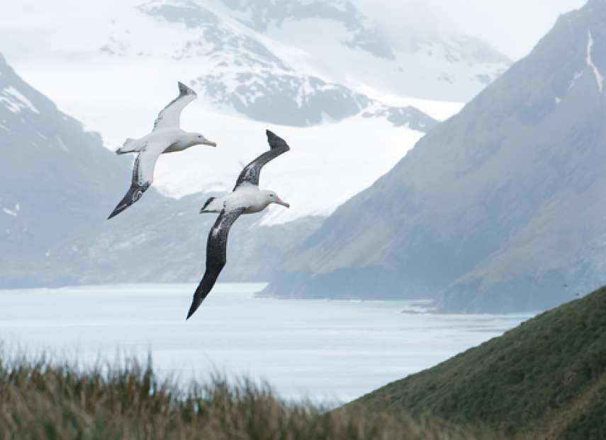 Pair of wandering albatrosses flying above grassy hill, with snowy mountains and light blue ocean in the background, South Georgia Island, Antarctica. Understanding inherent risk and residual risk.