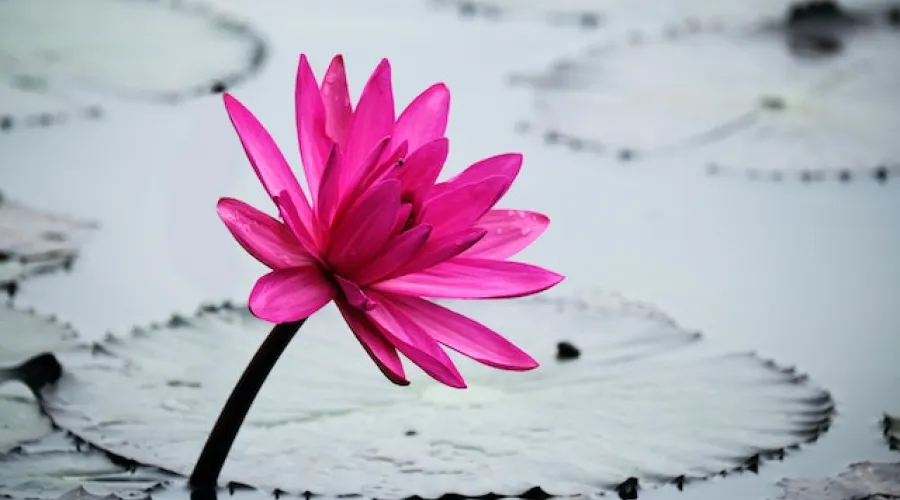 Water lily by Photo by Tiểu Bảo Trương